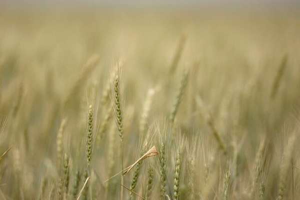 Drop in animal feed imports fuel fears over Iran's food security