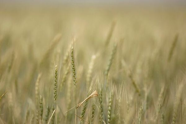 Drop in animal feed imports fuel fears over Iran's food security