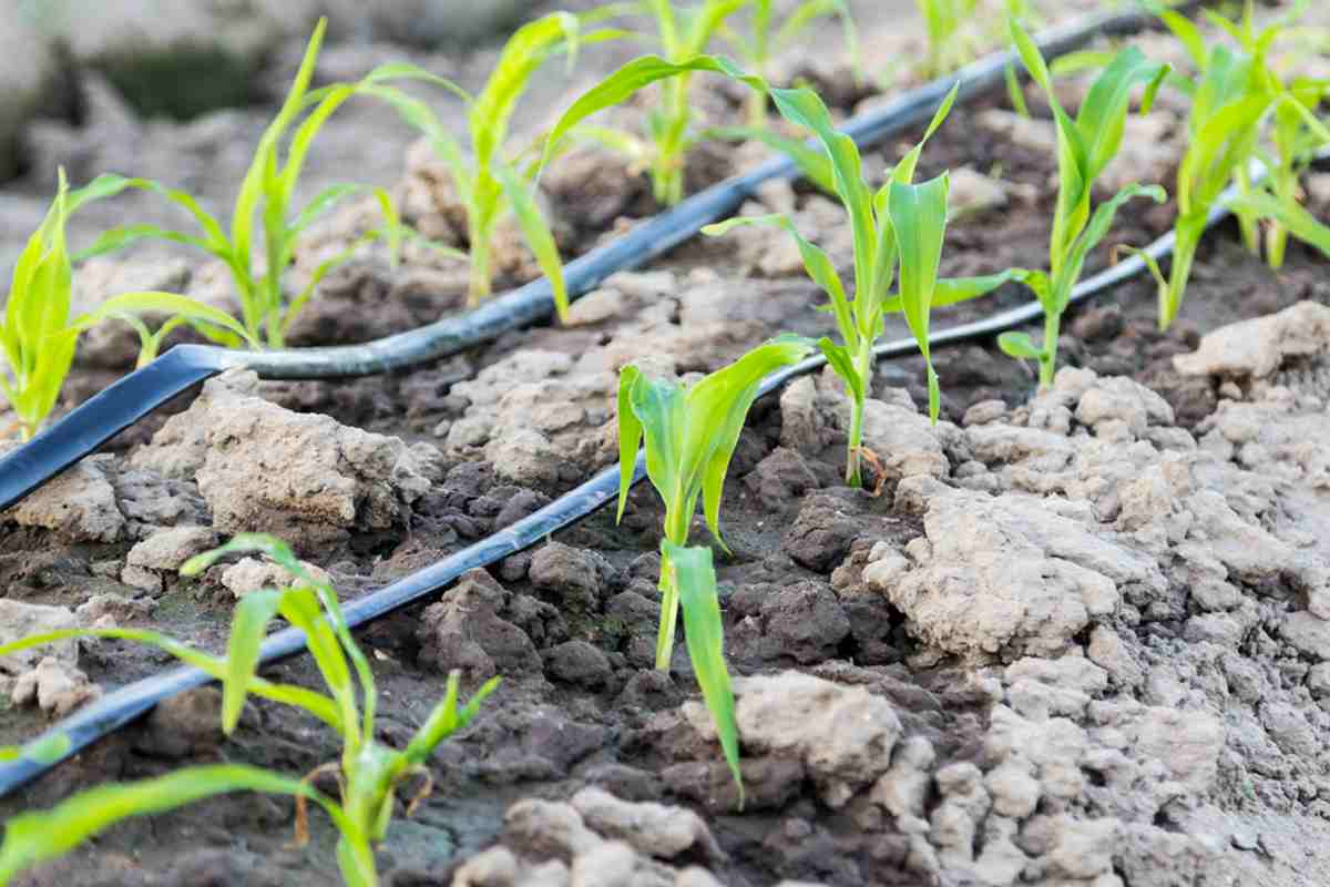 File photo of a farm using drip irrigation