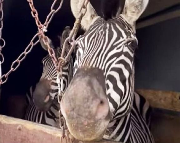 روزنامه پیام ما: دومین گور خر وارداتی باغ وحش صفادشت ملارد هم تلف شد