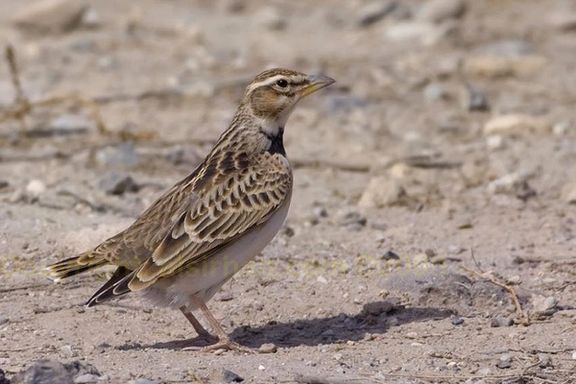 خبرگزاری فارس: قاچاق پرنده از ایران به کشورهای منطقه خلیج فارس با مجوز دولت یک «تجارت» شده