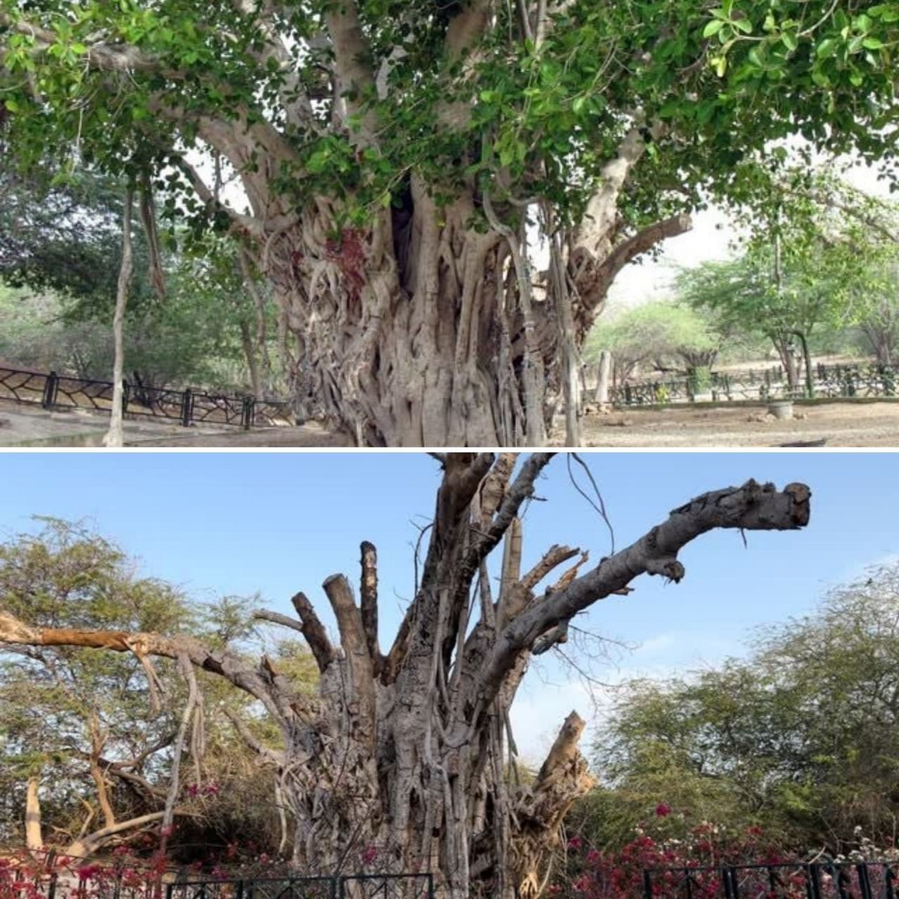 پایانِ انجیر معابدِ کیش؛ هرس غیراصولی درخت ۵۰۰ ساله را از بین برد