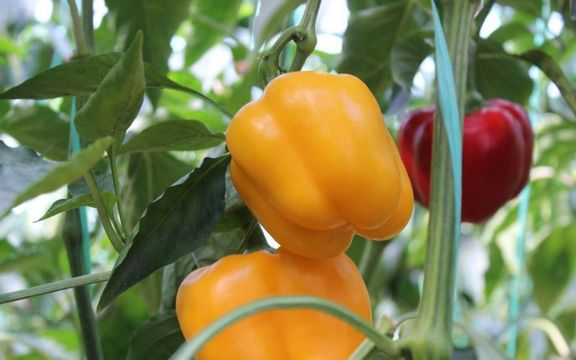 انجمن واردکنندگان سم: میزان سموم پرخطر در کشاورزی ایران ۲۳ درصد است