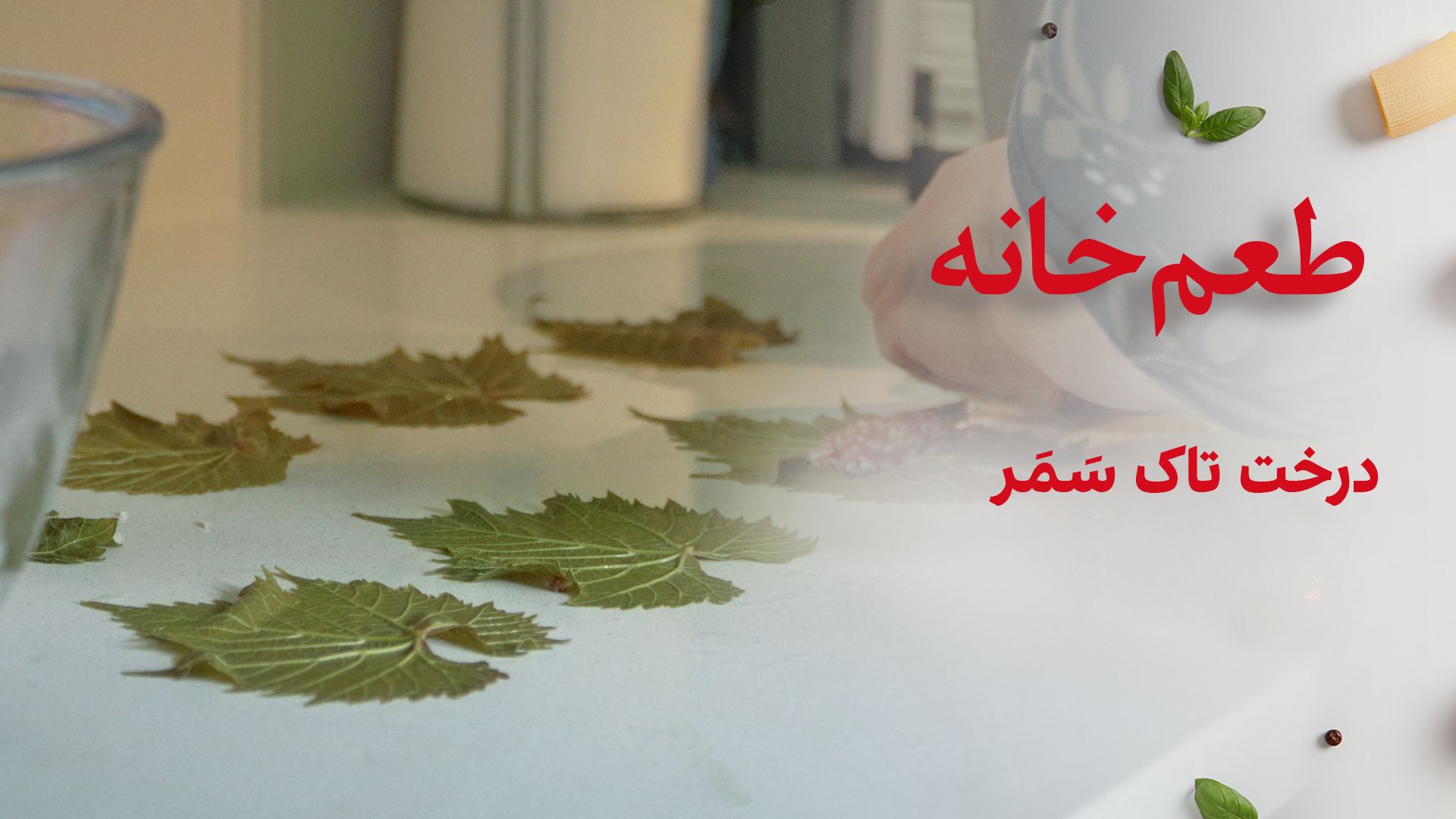 طعم خانه: درخت تاک سَمَر