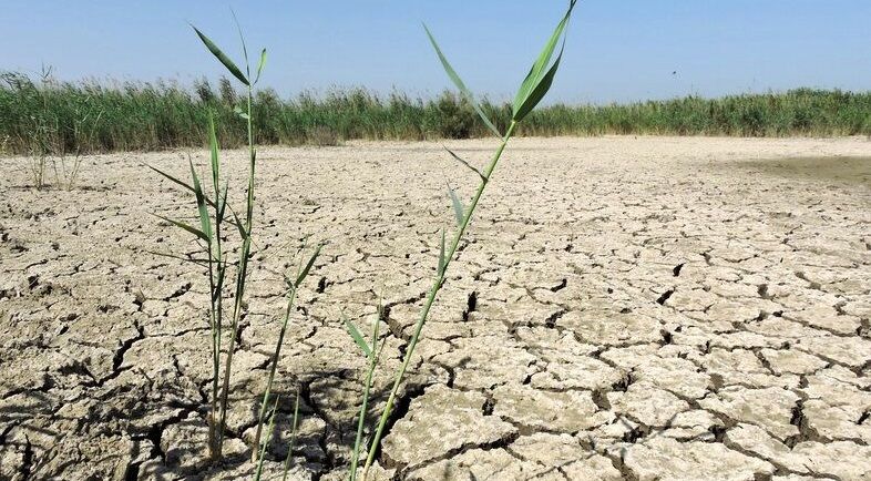 بحران هورالعظیم؛ حق‌آبه را ندهند تالاب در تابستان گرفتار آتش‌سوزی‌ها و مرگ حیوانات می‌شود