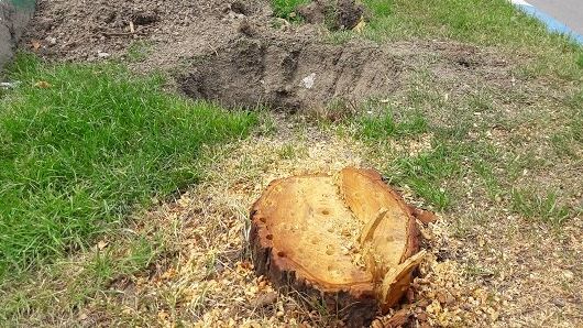 گزارشها از قطع ۲۳۰۰ اصله درخت در ۱۵ کیلومتری جاده سنندج به کامیاران به دست افراد ناشناس