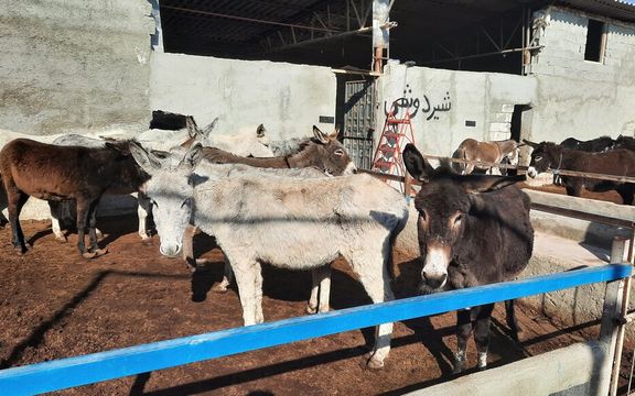 همشهری: قیمت پشگل الاغ ماده، «عنبرنسارا» به کیلویی ٨٠ هزار تومان رسیده