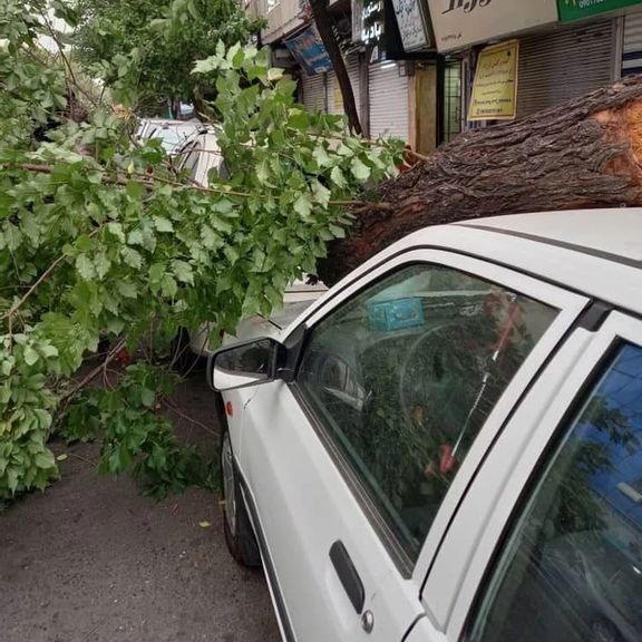 سقوط درخت روی ماشین به علت وزش شدید باد در تهران