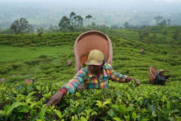 Sri Lanka To Start Tea-For-Oil Barter With Iran Next Month