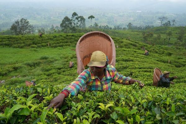 Sri Lanka To Start Tea-For-Oil Barter With Iran Next Month