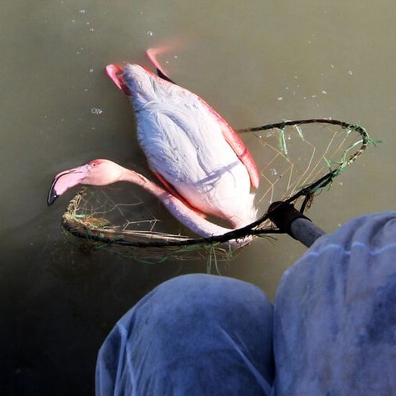 حفاظت محیط زیست مازندران: شمار تلفات مشکوک پرندگان در میانکاله از ۱۸ هزار قطعه گذشت