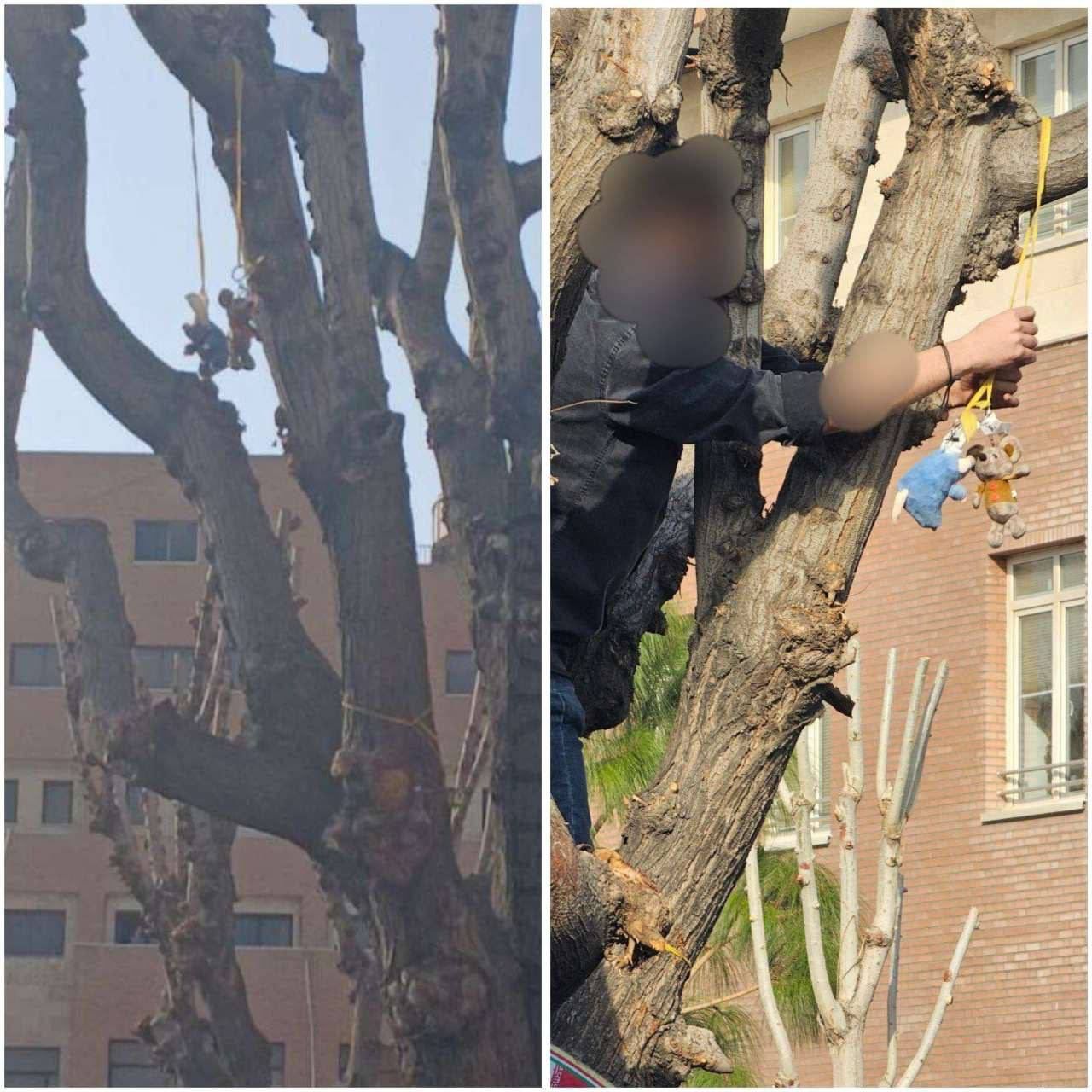 A Basij-affiliated student climbs a tree at Sharif University to remove stuffed rats hung by protesters mocking Supreme Leader Ali Khamenei as “Rat-Ali.”