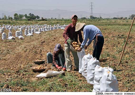 Potato farmers in Iran will suffer from a ban by neighboring countires.