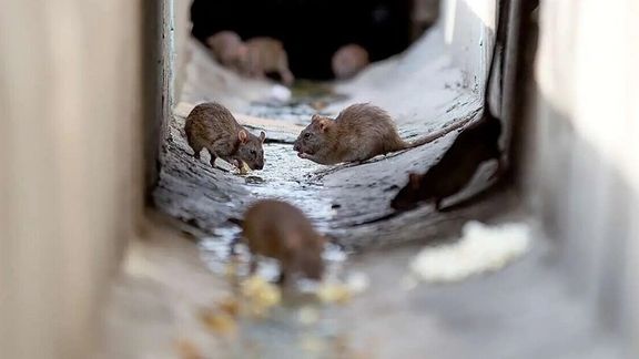 عضو شورای شهر تهران: افزایش جمعیت موشها یکی از مشکلات جدی تهران است