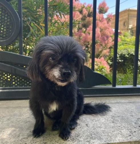 Snow-dog-Iran-Tehran 