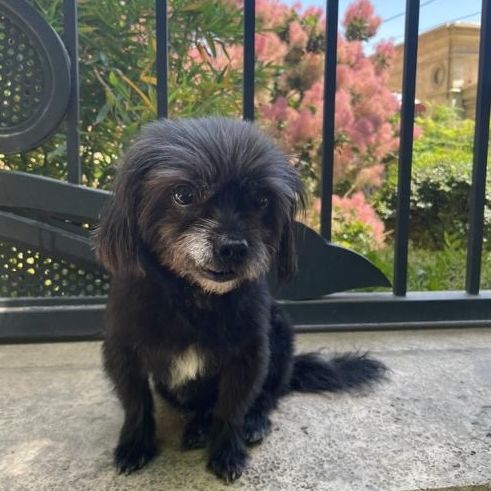 Snow-dog-Iran-Tehran