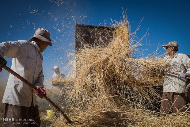 تولید گندم در سال گذشته به دلیل خشکسالی ۳۰ درصد کاهش یافت