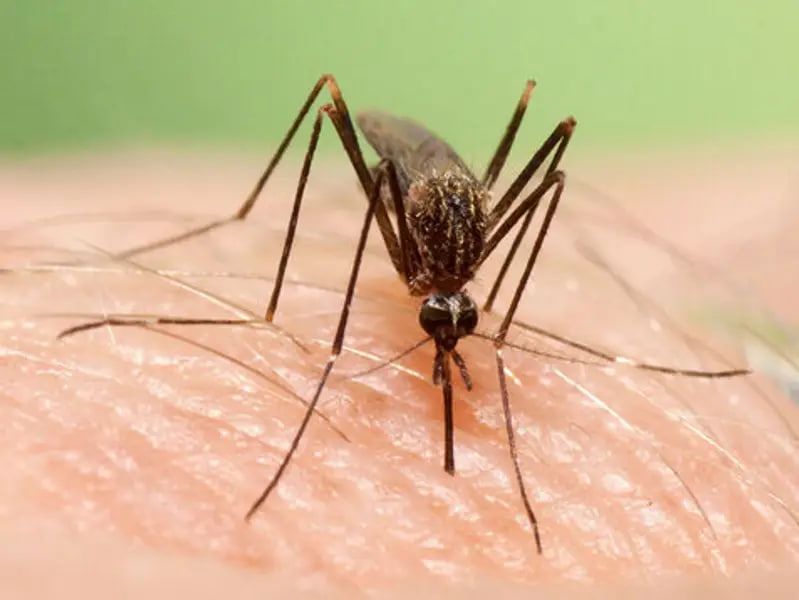 پشه آئدس، عامل بیماری تب دنگی