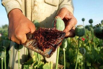 مقام پیشین ستاد مبارزه با مواد مخدر: قیمت تریاک در یکسال گذشته دو برابر شده است