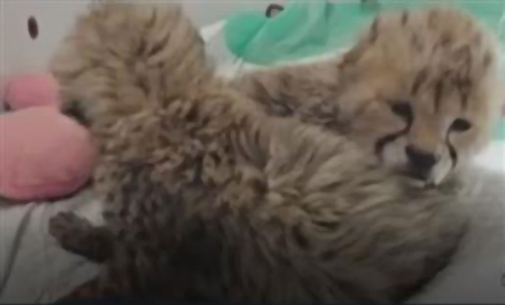 معاون سازمان حفاظت محیط زیست: درباره نگهداری توله یوزها تجربه نداشتیم، خطا کردیم