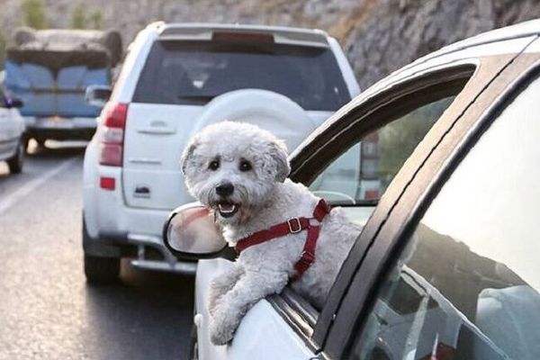 "حظر الكلاب" في إيران انعكاس لتوتر النظام الثقافي-السياسي