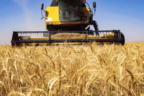 Government wheat purchases plunge as drought hits Iran