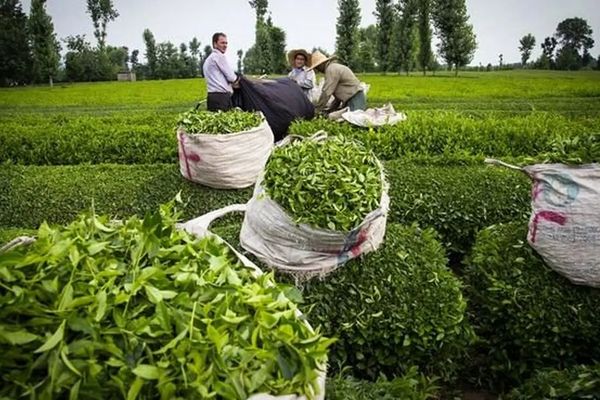 Lawmakers Demand Answers In Iran's $3.5bn Tea Corruption Case