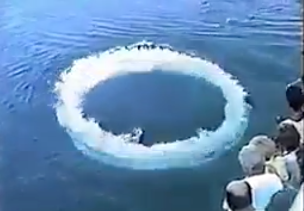 رفتار تازه‌ای از نهنگ‌های گوژپشت ثبت شد؛ احتمال ارتباط غیرکلامی با انسان