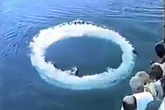 حلقه حبابی که از سوی یک نهنگ گوژپشت به نام تورن ایجاد شد