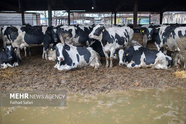 مسؤول إيراني يحذّر من تفشي سلالة جديدة من "الحمى القلاعية" بين المواشي
