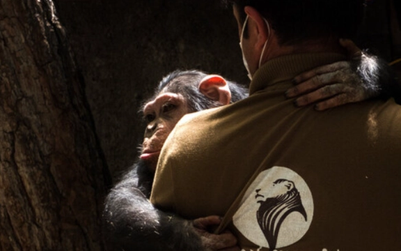 مدیر باغ وحش ارم: شامپانزه ۷۲ ساله با نام مستعار پرویز، مسنترین حیوان ارم است