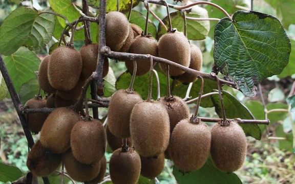 خبرگزاری تسنیم: قیمت کیوی سه برابر شده و به ۱۲۰ هزار تومان در هر کیلوگرم رسیده است