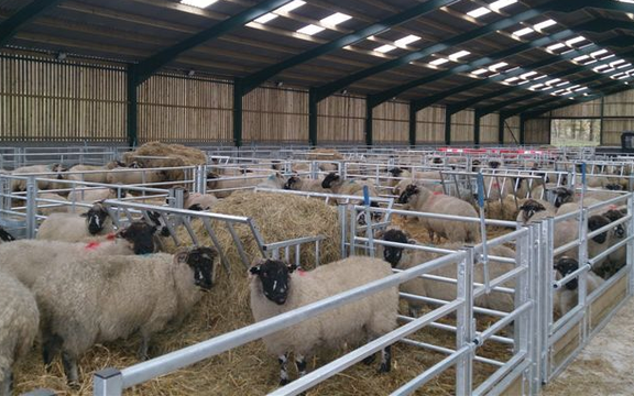 کیومرث سرمدی، نماینده اسدآباد: دامداران به دلیل مشکلات مالی در حال کشتن دامهای مولد هستند