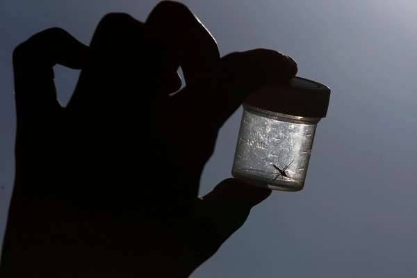 Iran faces new dengue outbreak as Aedes mosquito spreads across southern regions
