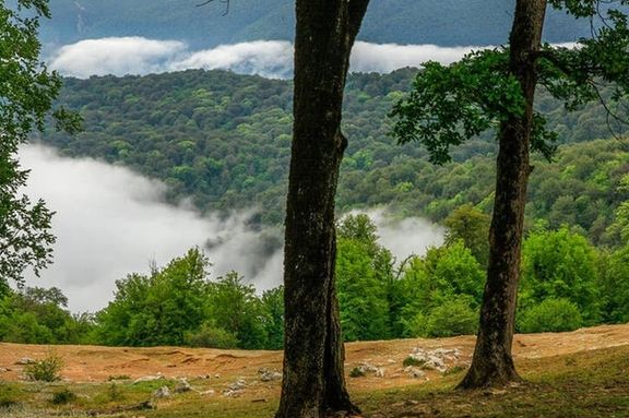 دانشگاه منابع طبیعی گرگان: ساخت تلهکابین در جنگلهای هیرکانی ۱۶هکتار جنگل را تخریب میکند