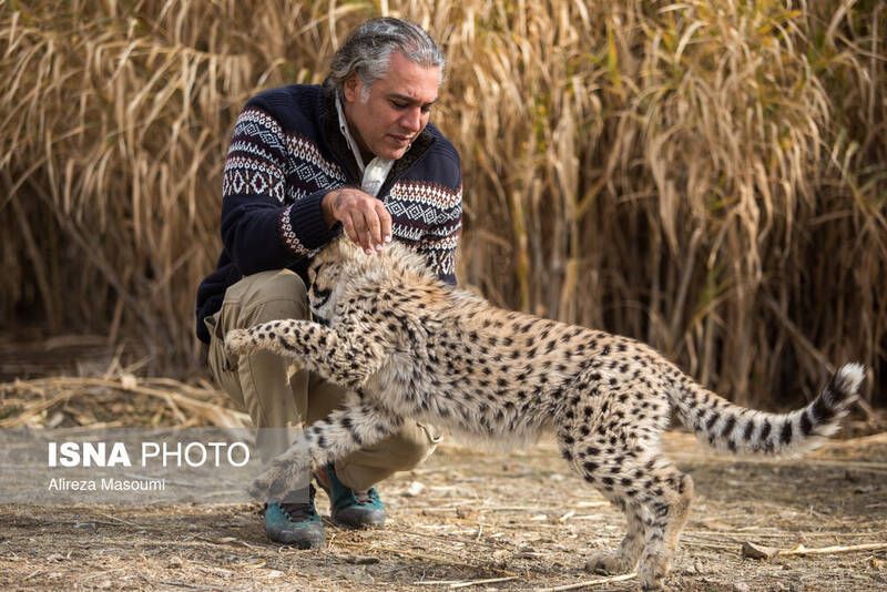 Asiatic cheetah cub Pirouz playing with Alireza Shahrdari, his main caretaker (file photo)