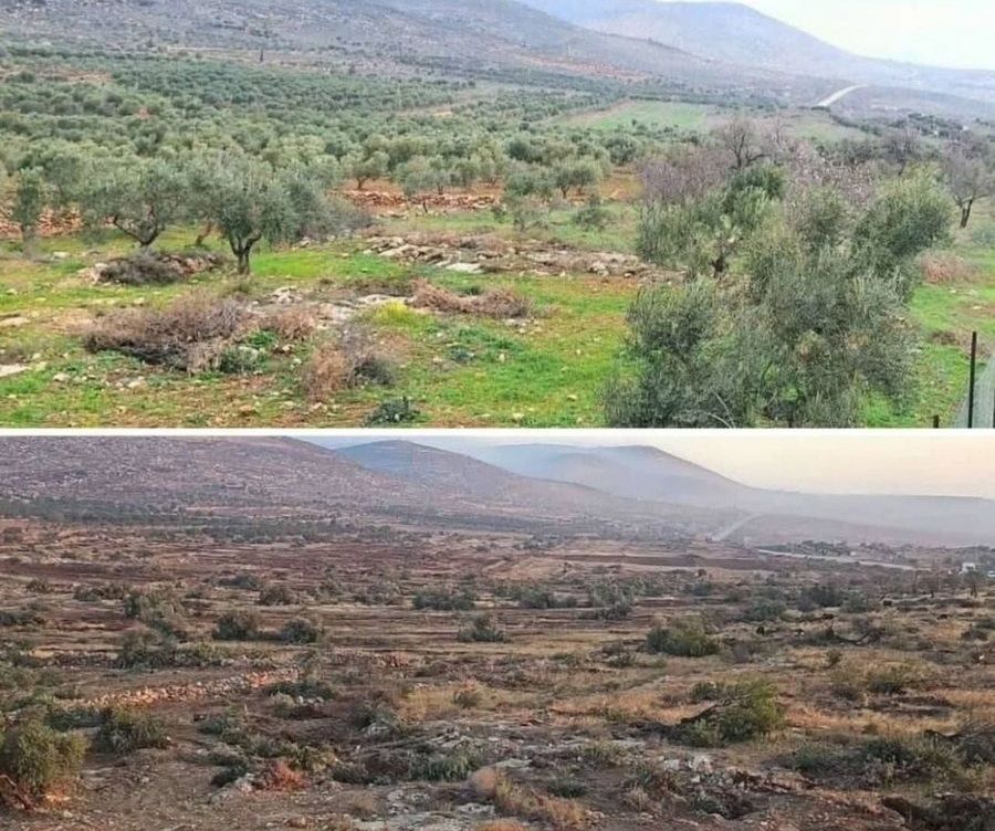قبل و بعد از ریشه‌کن کردن درختان زیتون روستای المغیر