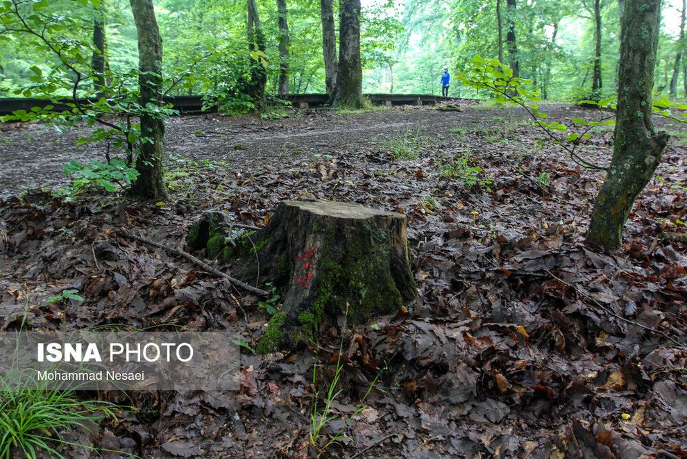 قطع ۴ هزار درخت در جنگل هیرکانی برای ساخت پارکینگ