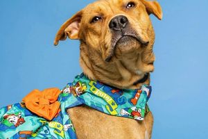 IRGC media calls for ban on sale of pet clothing