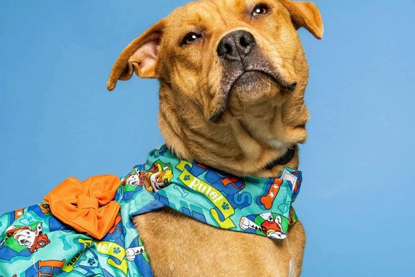 IRGC media calls for ban on sale of pet clothing