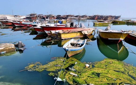 سازمان محیط زیست: بسیاری از زیستگاههای خلیج فارس به دلیل صیادی غیرمجاز از بین رفتهاند