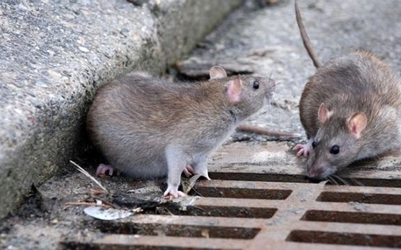 عضو شورای شهر تهران: ضعف مدیریتی موجب شکست تهران در مبارزه با موشها شد