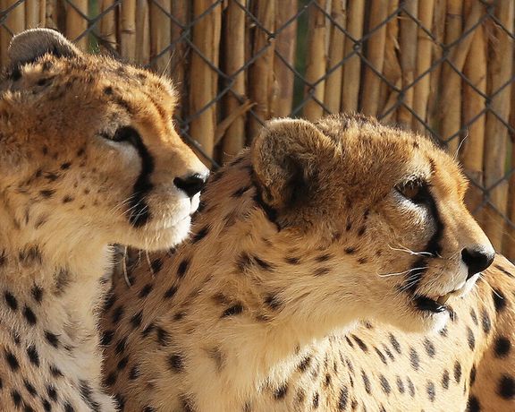 نماینده شاهرود: گزارشها حاکی از نارس بودن تولههای «ایران» به علت زایمان زودهنگام است