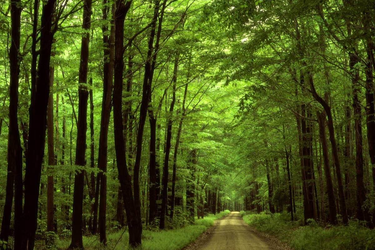 قاچاقچیان هفت كوره زغال در جنگل‌های هیرکانی بیش از ۵۰۰ درخت را بریدند 