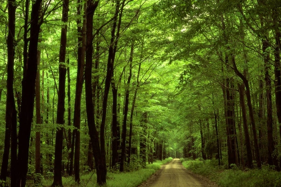 قاچاقچیان هفت كوره زغال در جنگلهای هیرکانی بیش از ۵۰۰ درخت را بریدند