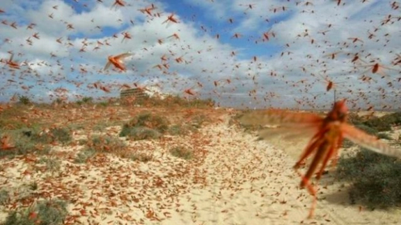 مدیرکل مبارزه با آفات عمومی: ملخها در اوایل فروردین به ایران حمله خواهند کرد