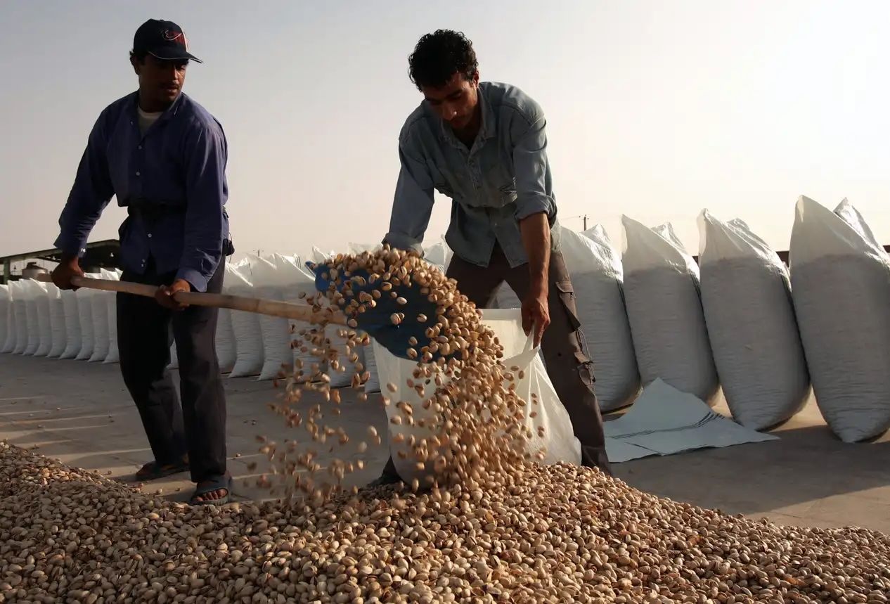 هم‌زمان با رونق «شکلات دبی»، جنگ ایران عرضه پسته را تحت تاثیر قرار داد