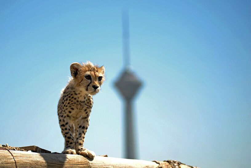 Cheetah Cub’s Death Saddens And Angers Iranians  