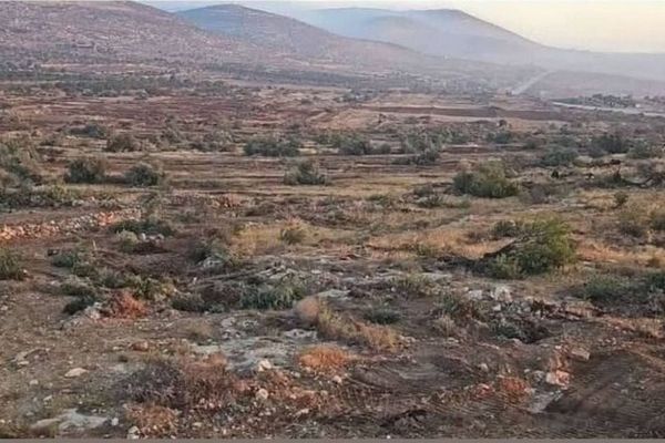 ارتش اسرائیل هزاران درخت زیتون را در روستایی در کرانه باختری ریشهکن کرد