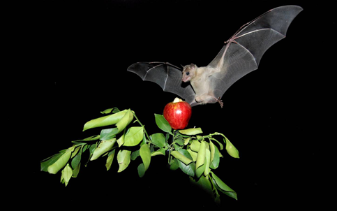 کشف جدید دانشمندان درباره تواناییهای شگفتانگیز شناختی خفاشهای وحشی